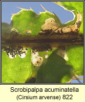 Scrobipalpa acuminatella