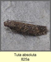 Tuta absoluta