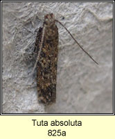 Tuta absoluta