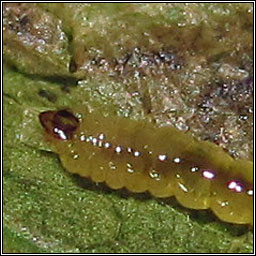 Stigmella atricapitella