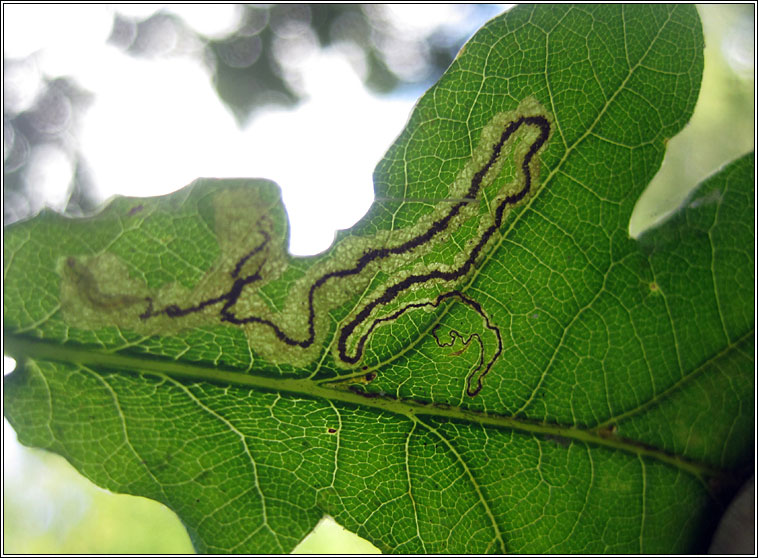 Stigmella atricapitella