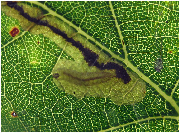 Stigmella atricapitella