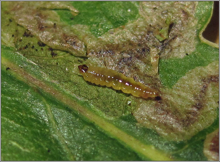 Stigmella atricapitella