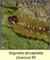 Stigmella atricapitella