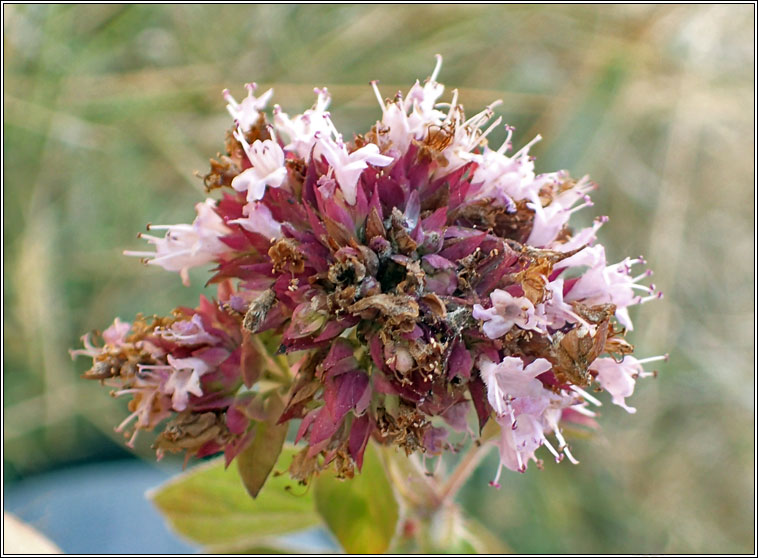 Thiotricha subocellea