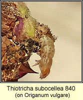 Thiotricha subocellea