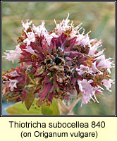 Thiotricha subocellea