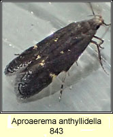 Aproaerema anthyllidella