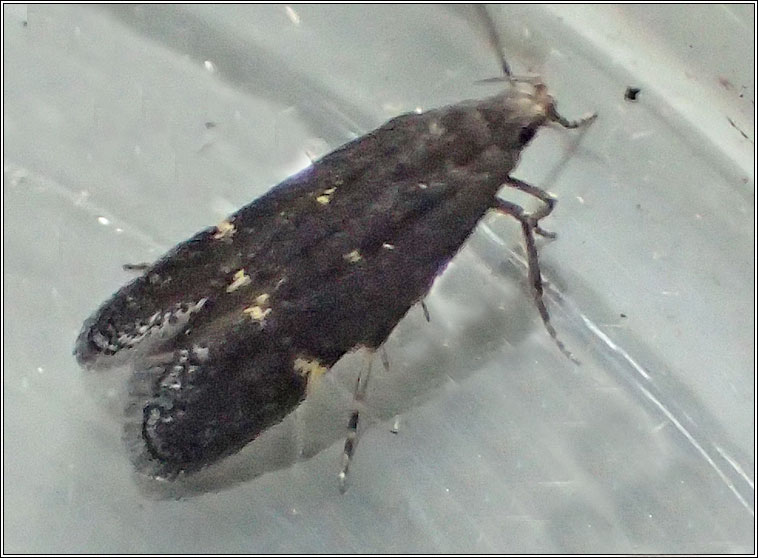 Aproaerema anthyllidella