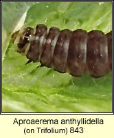 Aproaerema anthyllidella