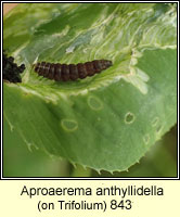 Aproaerema anthyllidella