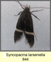 Syncopacma larseniella