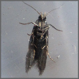 Syncopacma larseniella