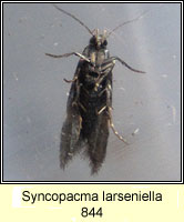 Syncopacma larseniella