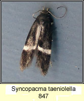 Syncopacma taeniolella