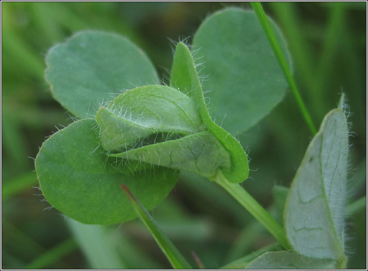 Syncopacma taeniolella