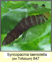 Syncopacma taeniolella