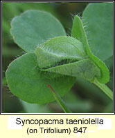 Syncopacma taeniolella