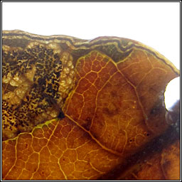 Stigmella ruficapitella