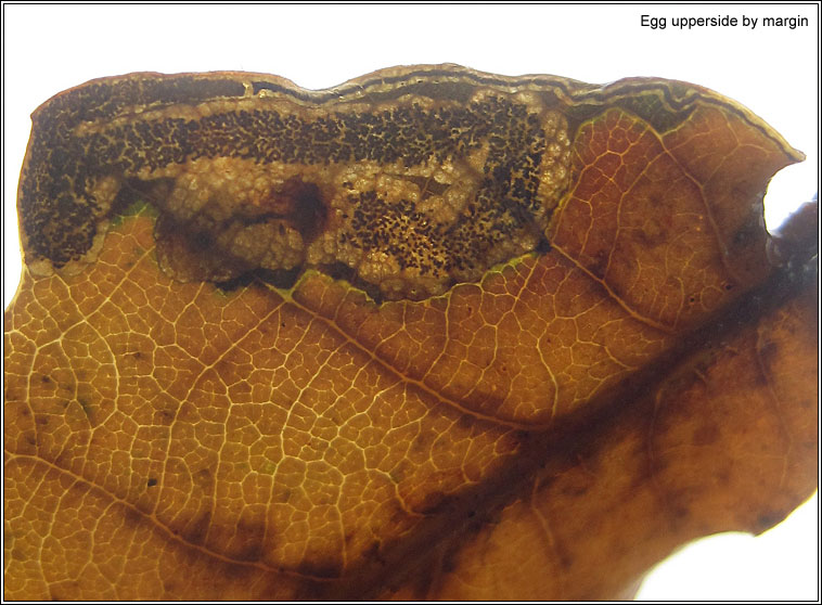 Stigmella ruficapitella