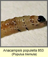 Anacampsis populella