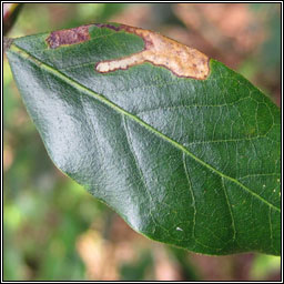 Stigmella suberivora