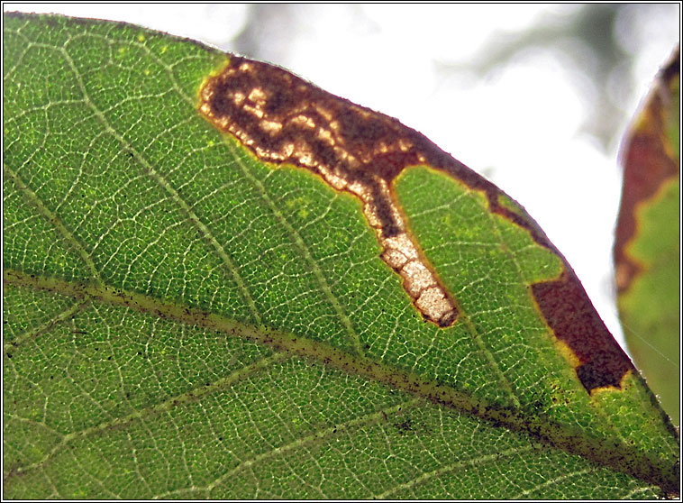 Stigmella suberivora