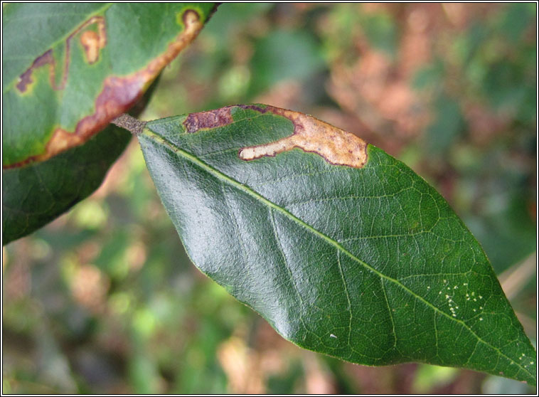 Stigmella suberivora