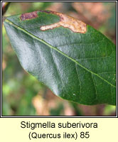 Stigmella suberivora