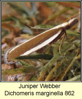 Juniper Webber, Dichomeris marginella