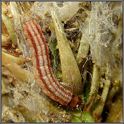 Juniper Webber, Dichomeris marginella