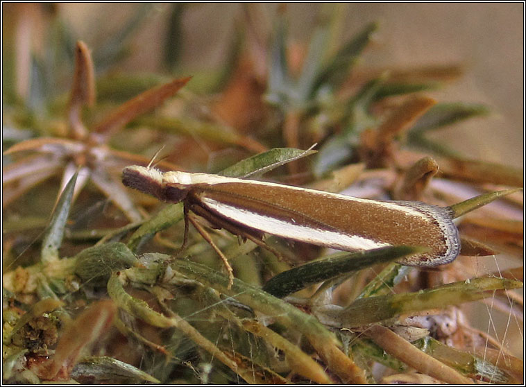 Juniper Webber, Dichomeris marginella