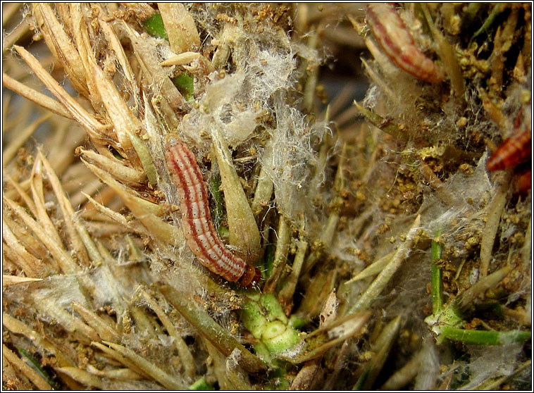 Juniper Webber, Dichomeris marginella, larvae