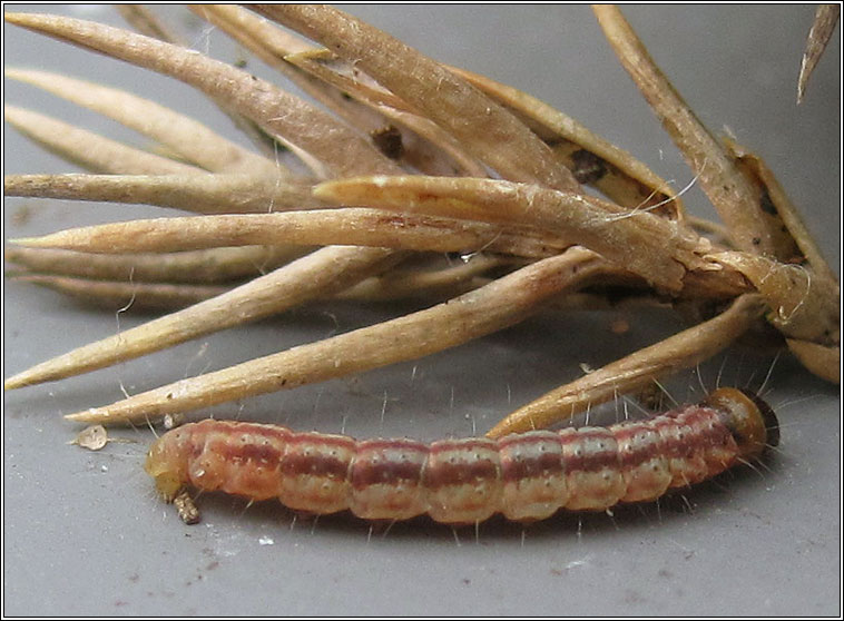 Juniper Webber, Dichomeris marginella, larvae