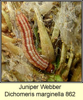 Juniper Webber, Dichomeris marginella