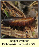 Juniper Webber, Dichomeris marginella