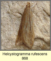 Helcystogramma rufescens