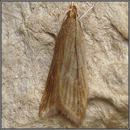 Helcystogramma rufescens