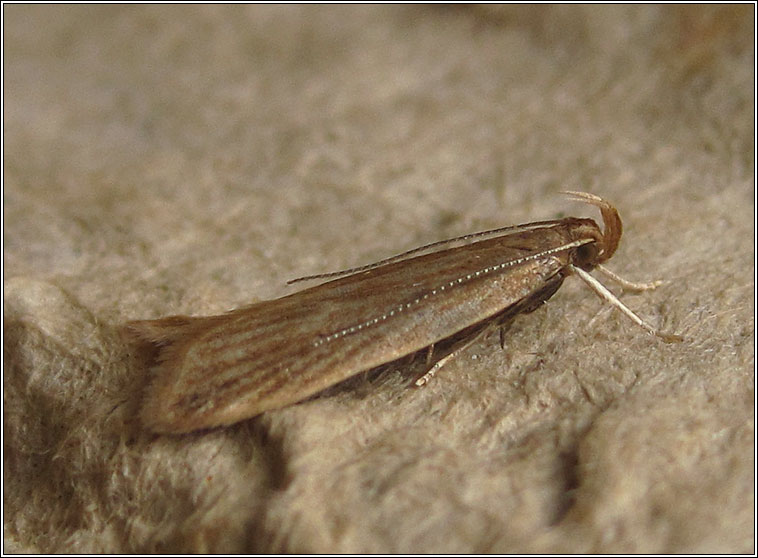 Helcystogramma rufescens