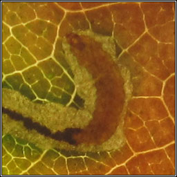 Stigmella roborella