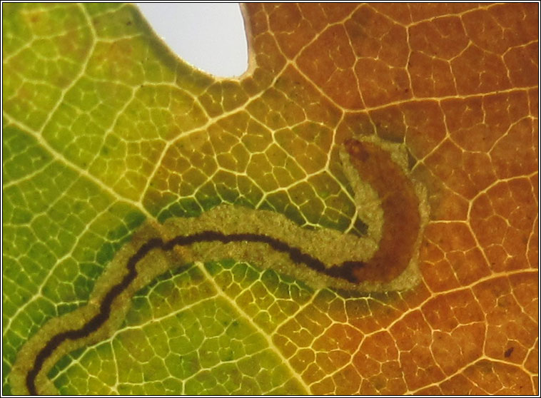 Stigmella roborella