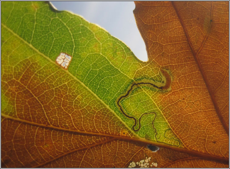 Stigmella roborella