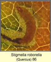 Stigmella roborella