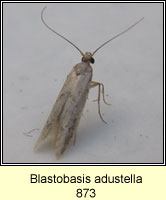 Blastobasis adustella