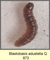 Blastobasis adustella