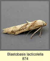 Blastobasis lacticolella