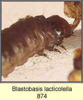 Blastobasis lacticolella