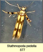 Stathmopoda pedella