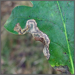 Stigmella samiatella / svenssoni