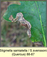 Stigmella samiatella / svenssoni 